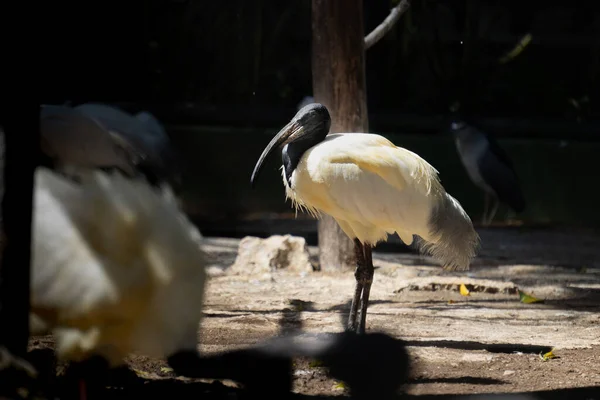 Pelikáni Zoologické Zahradě Stojí Zemi — Stock fotografie