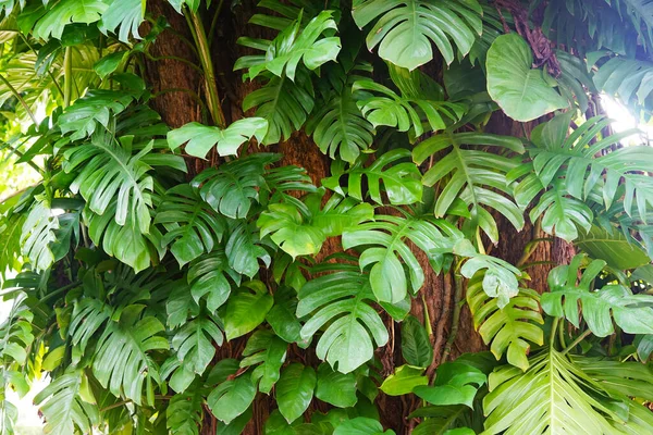 Arka Plan Duvar Kağıdı Için Canavar Yaprakları Taze Yeşil Yapraklar — Stok fotoğraf