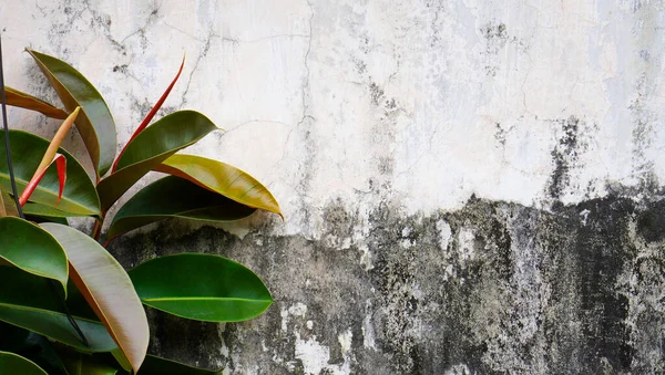 Una Antigua Pared Hormigón Con Pintura Blanca Dañada Follaje Una — Foto de Stock