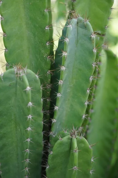 Cactus Fotografiado Primer Plano Una Planta Verde Dañina Pero Hermosa — Foto de Stock