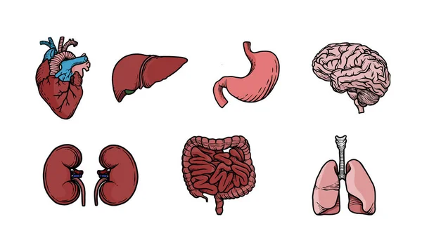 Bir dizi renkli insan organı çizimi. İç insan anatomisinin basit ama eğitici vektör grafiği. Tıbbi ve sağlık tasarımı için biyolojik örnekleme.