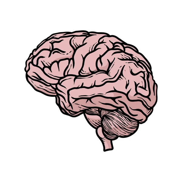 Cérebro Ilustração Órgão Humano Colorido Gráfico Vetorial Simples Porém Educacional — Vetor de Stock