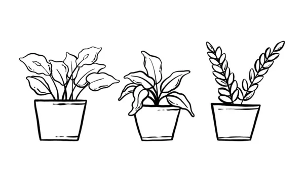 Houseplant Ilustração Desenhada Mão Arte Linha Vetorial Conjunto Coleção Plantas — Vetor de Stock