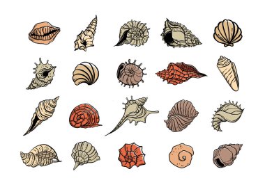 colorful seashell illustration collection set. animated nautical animal in vector graphic for creative design. aquatic object animation isolated on white background.