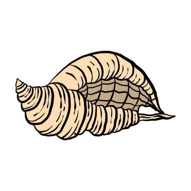 colorful seashell illustration. animated nautical animal in vector graphic for creative design. aquatic object animation isolated on white background.