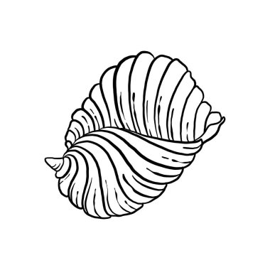 uncolored seashell illustration collection. animated nautical animal in vector graphic for creative design. aquatic object animation isolated on white background.