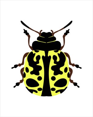 Güney uğur böceği. Böceklerin düz vektör çizimi. Böcekler ve bahçe konsepti renkli temalı animasyonlar. beyaz arkaplanda izole edilmiş doğanın karikatür çizimi.