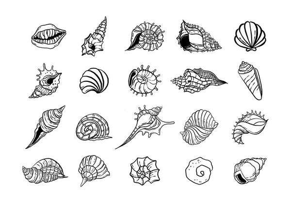 uncolored seashell illustration collection set. animated nautical animal in vector graphic for creative design. aquatic object animation isolated on white background.