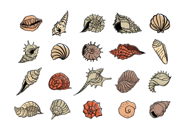 カラフルな貝殻イラスト集セット 創造的なデザインのためのベクトルグラフィックのアニメーション海洋動物 白い背景に隔離された水生物体のアニメーション — ストックベクタ