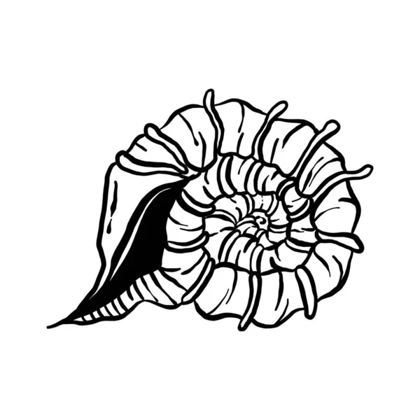 Uncolored Seashell Illustration Collection Animated Nautical Animal Vector Graphic Creative — Image vectorielle