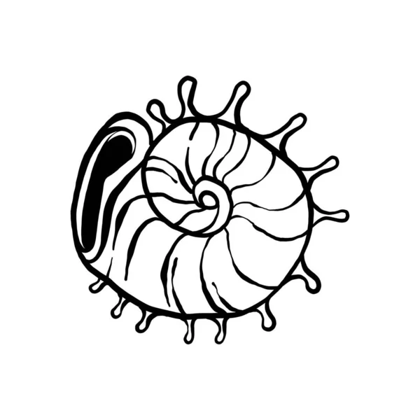 色のない貝殻のイラスト集 創造的なデザインのためのベクトルグラフィックのアニメーション海洋動物 白い背景に隔離された水生物体のアニメーション — ストックベクタ