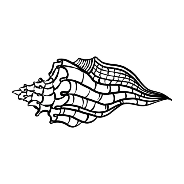 Uncolored Seashell Illustration Collection Animated Nautical Animal Vector Graphic Creative — ストックベクタ