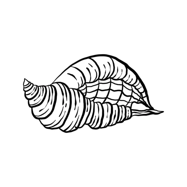 Uncolored Seashell Illustration Collection Animated Nautical Animal Vector Graphic Creative — 스톡 벡터