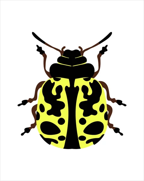 Südlicher Marienkäfer Flache Vektorillustration Von Bugs Insekten Und Gartenkonzept Buntem — Stockvektor