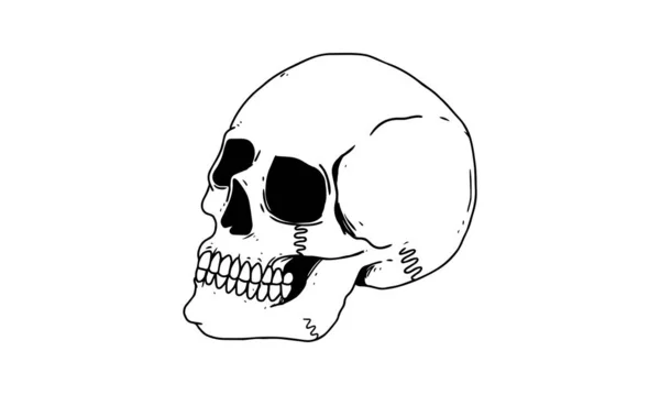 Skull Side View Isolated White Background Outlined Cartoon Drawing Creepy — Διανυσματικό Αρχείο