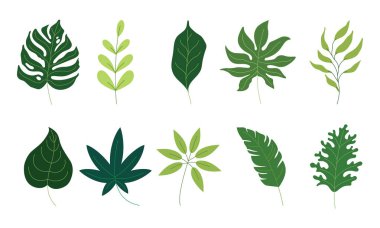 various green leaves illustration in vector graphics. the tropical foliage collection isolated on white. flat illustration for pattern, decorative element, art print, etc.