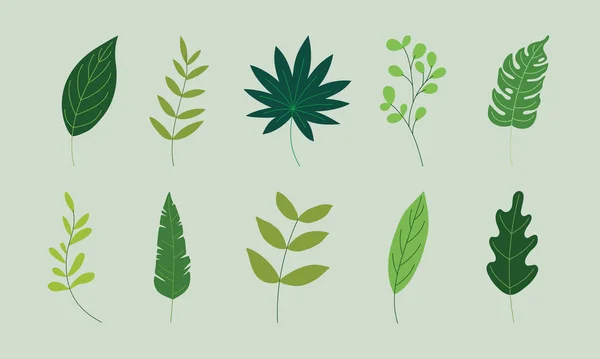 Various Green Leaves Illustration Vector Graphics Tropical Foliage Collection Isolated — 图库矢量图片