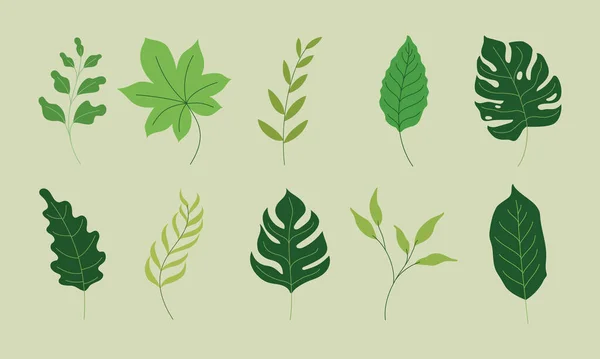 Various Green Leaves Illustration Vector Graphics Tropical Foliage Collection Isolated — 图库矢量图片
