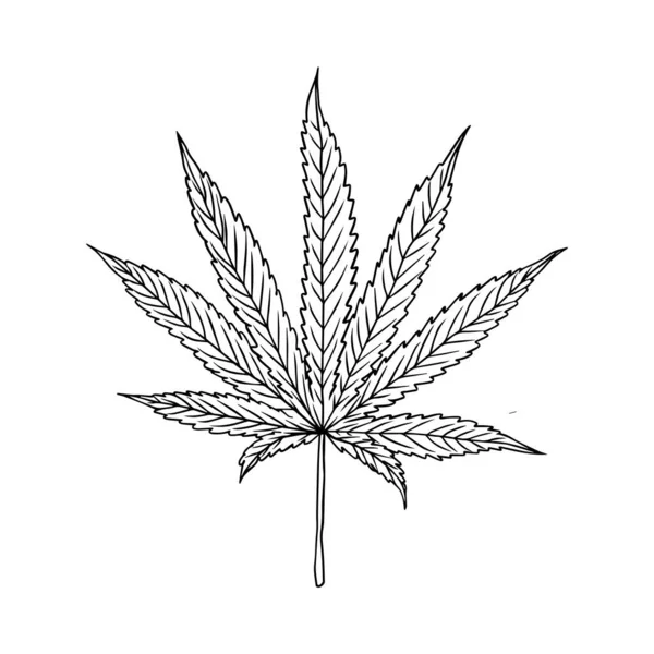 Bir Kenevir Marihuana Yaprağı Çizimi Kenevir Yaprağı Grafik Elementinin Renksiz — Stok Vektör