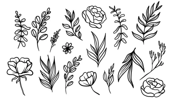 Zestaw Ręcznie Rysowane Wektor Liści Ilustracja Linthe Kwiat Izolowane Elementy — Wektor stockowy