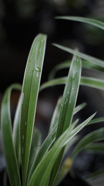 Çiy damlalarıyla birlikte güzel bir yeşillik. Bahçeyi yeşil bir bitki süslüyor. Bir doğa geçmişi koleksiyonu için yeşil bir çiçek..