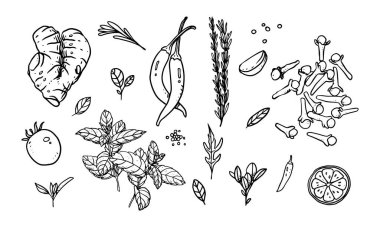 Sebze, meyve ve baharat seti elde çizilmiş vektör çizimi. Malzeme tasarımı için çizilmiş sağlıklı yiyecekler.