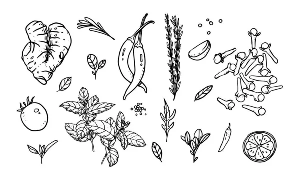 スパイスの手描きベクトルイラストのセット 材料設計のためのラインアートで描かれた健康食品 — ストックベクタ