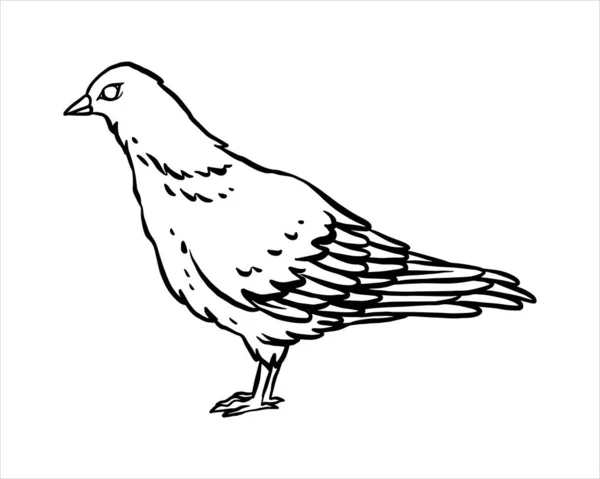 Simple Pigeon Dessiné Main Vecteur Illustration Dessinée Main Isolé Sur — Image vectorielle