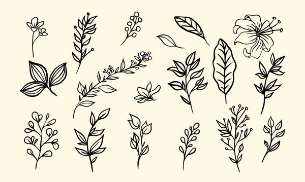 Conjunto Elementos Florales Para Diseño Lineart Hoja Para Diseño Clásico — Archivo Imágenes Vectoriales