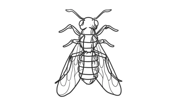 Ilustración Lineal Vectorial Abeja Melífera Sobre Fondo Blanco Boceto Insecto — Archivo Imágenes Vectoriales
