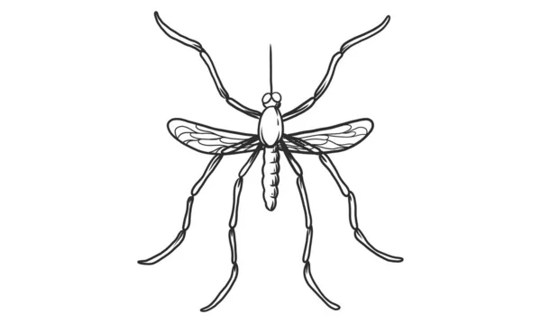 Векторная Линейная Иллюстрация Комаров Белом Фоне Набросок Насекомого Сверху — стоковый вектор