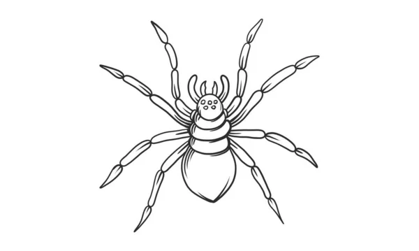 Ilustración Lineal Vectorial Araña Negra Sobre Fondo Blanco Boceto Insecto — Vector de stock