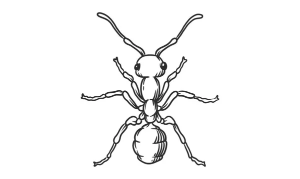 Vektorlineare Illustration Der Ameise Auf Weißem Hintergrund Handgezeichnete Draufsicht Ameiseninsektenskizze — Stockvektor