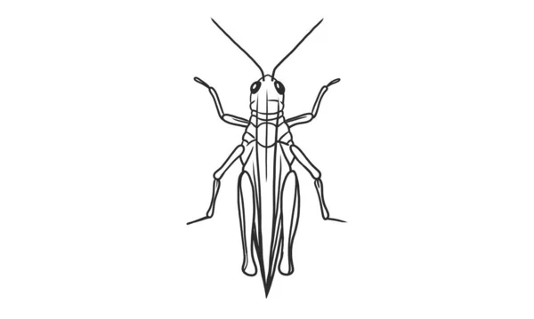 Illustrazione Del Linearto Vettoriale Della Cavalletta Sfondo Bianco Schizzo Insetti — Vettoriale Stock