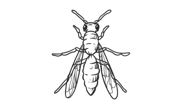 Ilustración Lineal Vectorial Abeja Melífera Sobre Fondo Blanco Boceto Insecto — Archivo Imágenes Vectoriales