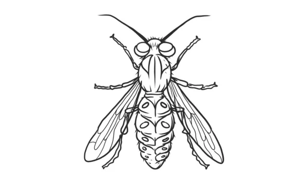Linia Wektorowa Ilustracja Pszczoły Miodnej Białym Tle Ręcznie Rysowany Szkic — Wektor stockowy