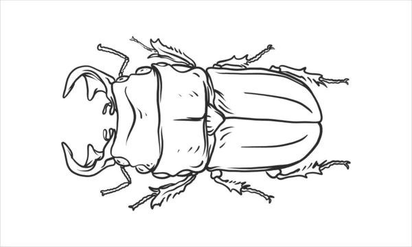 Una Sola Ilustración Escarabajo Dibujado Mano Bosquejo Vector Una Ilustración — Archivo Imágenes Vectoriales