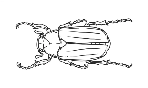 ビートルの手描きのスケッチベクトルのイラストです 隔離された背景の虫図です 昆虫の創造的な描画要素 — ストックベクタ