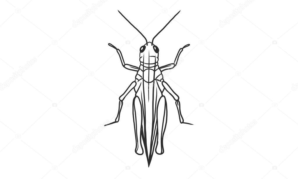 Vector lineart illustration of grasshopper on white background, hand drawn top view grasshopper insect sketch