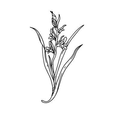 Taslak şeklinde çizilmiş güzel bir çiçek. Çiçek tasarımı için çizilmiş resimli el koleksiyonu. düğün davetiyesi, tebrik kartı, dövme vesaire için bir element dekorasyonu.