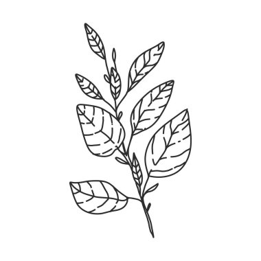 Taslakta gösterişli yapraklar var. düğün davetiyeleri, kartlar ve çiçek temasındaki herhangi bir tasarım için elde çizilmiş renksiz öge.