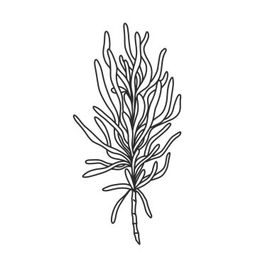 Ana hatlarıyla süslemeli ev bitkisi çizimi. düğün davetiyeleri, kartlar ve çiçek temasındaki herhangi bir tasarım için elde çizilmiş renksiz öge.