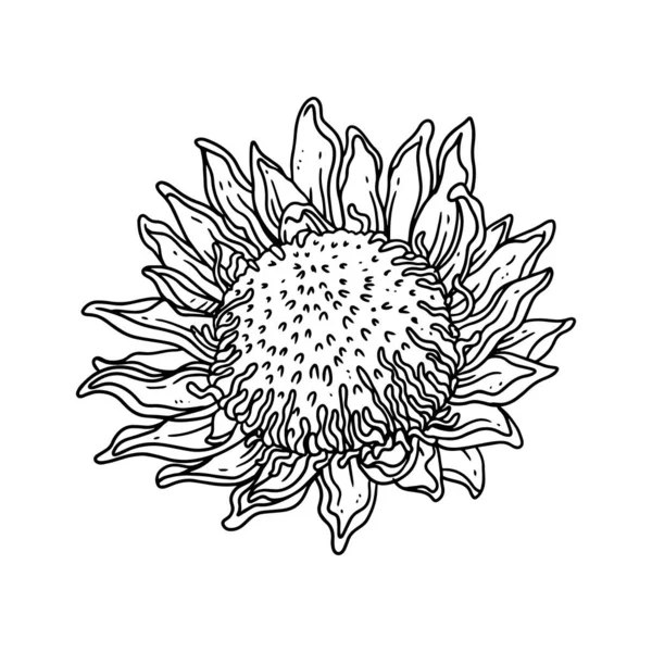 Napraforgó Illusztrált Körvonalazott Stílusban Virág Kézzel Rajzolt Illusztráció Gyűjtemény Virágos — Stock Vector