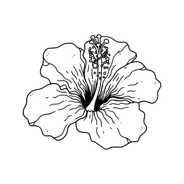 Hibiscus Illustré Dans Style Contour Fleur Dessin Main Collection Illustration — Image vectorielle