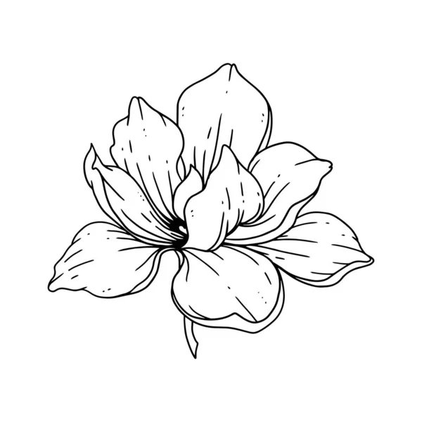 Een Prachtige Bloem Geïllustreerd Outline Stijl Bloem Hand Getekend Illustratie — Stockvector