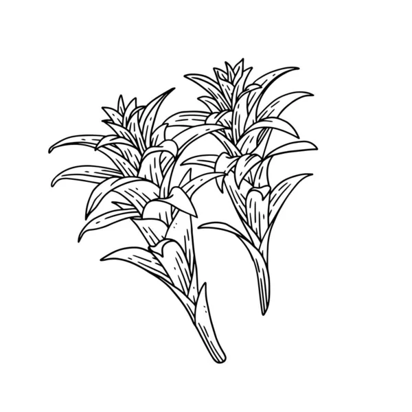Απεικόνιση Διακοσμητικών Φυτών Περίγραμμα Άχρωμο Στοιχείο Στο Χέρι Που Διάνυσμα — Διανυσματικό Αρχείο
