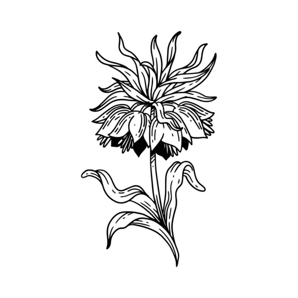 輪郭線で描かれた美しい花 花の手描きイラスト集 結婚式の招待状 グリーティングカード タトゥーなどの要素の装飾 — ストックベクタ