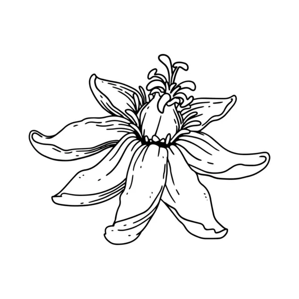 Une Belle Fleur Illustrée Dans Style Contour Fleur Dessin Main — Image vectorielle