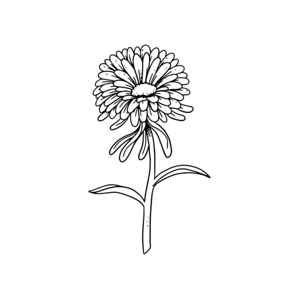 Chrysanthème Illustré Dans Style Contour Fleur Dessin Main Collection Illustration — Image vectorielle