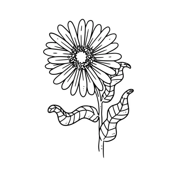 Madeliefje Met Steel Geïllustreerd Outline Stijl Bloem Hand Getekend Illustratie — Stockvector